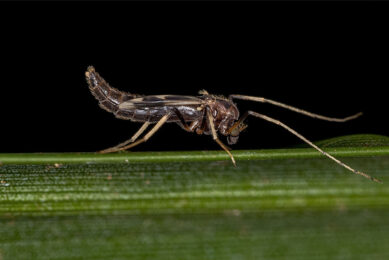 Around 5,000 species of non-biting midges have been formally found. Photo: Canva