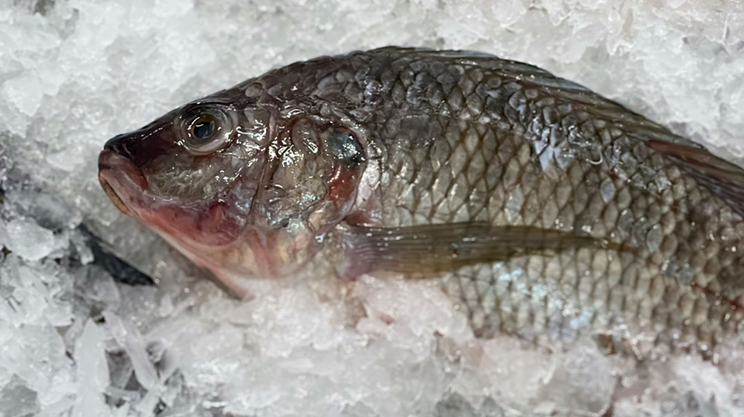 Tilapia represented 63.9% of the entire volume of farmed fish produced in Brazil, making the country the fourth largest producer of tilapia worldwide. Photo: Canva