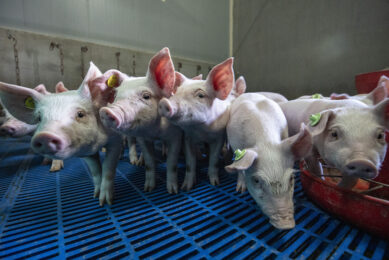 A combination of fat from black soldier fly larvae and probiotics led to improvements in the growth performance, feed efficiency and health status of piglets.