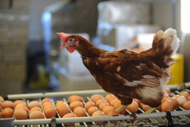 Supplementation of the wood-derived supplement to laying hens improved egg numbers and egg mass. Photo: Ton Kastermans Fotografie