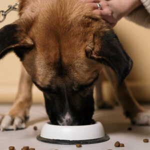 In a recent study, participants indicated more than 50% willingness to feed their dogs insect-based pet foods. Photo: Canva