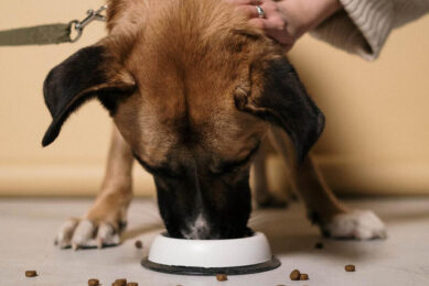 In a recent study, participants indicated more than 50% willingness to feed their dogs insect-based pet foods. Photo: Canva