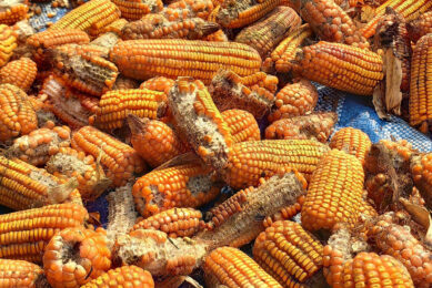 Photo: Mycotoxins