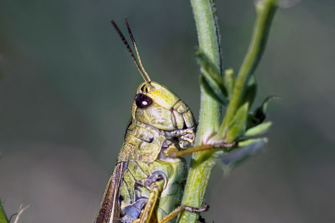 Grasshoppers are rich in crude protein, fat, and fibre and can function as an alternative to fishmeal in broiler diets. Photo: Canva