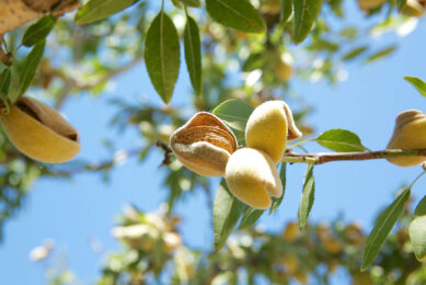 The trial period will explore ways to efficiently and effectively package and transport the almond feed and assess if the feed can be manufactured and used in New Zealand at scale. Photo: Canva