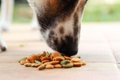 Dogs fed with commercial food show a gradual rise in the relative abundance of bacterial taxa such as Prevotella and Sutterella, which break down carbohydrates, and a decline in the relative abundance of Parabacteroides .and Ruminococcaceae. Photo: Canva