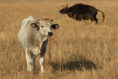 Unusual ingredients, such as newsprints or silage effluent could have a promising future in the livestock industry, particularly in areas where the supply of conventional feeds is scarce. Photo: Canva