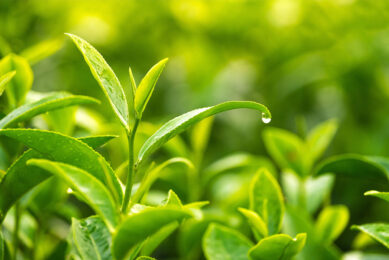 Green tea leaves have been used in the field of therapeutic nutrition, mainly because of the presence of polyphenol derivatives such as carnitine and catechin, which play an important role in fatty acid oxidation and the production of ATP. Photo: Canva
