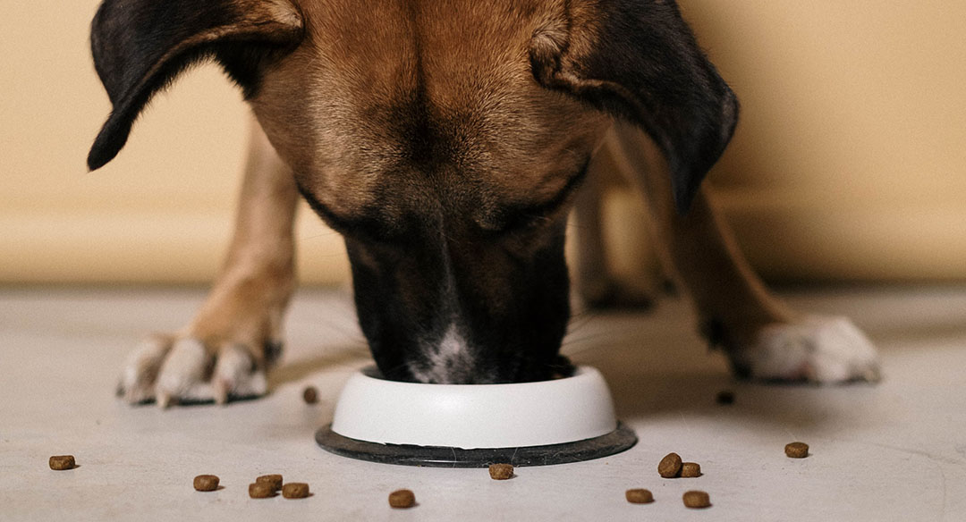 The first insect-based dog food in Europe was launched in 2015. By September 2018, at least 12 insect-based pet food brands were being marketed in the region. Photo: Canva