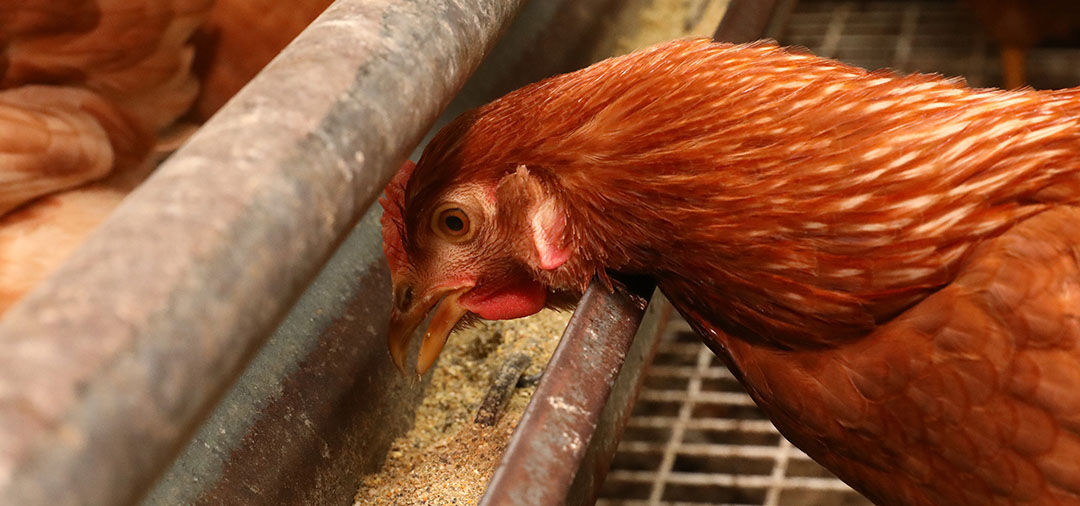 Although many studies have been conducted in broilers and laying hens, there are still some obstacles to the efficient utilisation of insect meal in the poultry industry. Photo: Henk Riswick