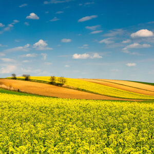Drought is affecting commodity markets. Photo: Canva