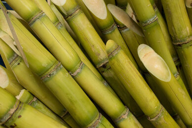 Iran currently generates around 3 million tons of sugarcane stalks. Photo: Canva