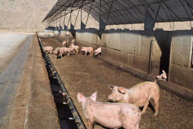 Pigs inside the barn with the feeding through along the outside wall. Photos: Aage Krogsdam