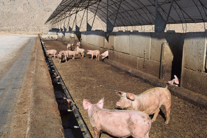 Pigs inside the barn with the feeding through along the outside wall. Photos: Aage Krogsdam