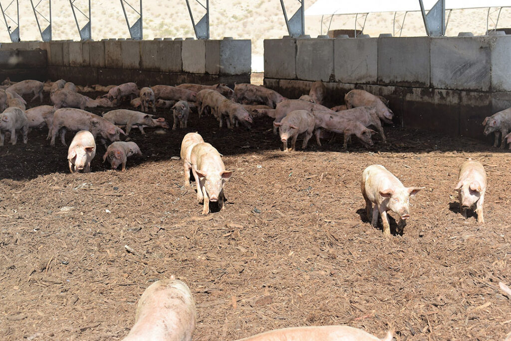 Las Vegas Livestock hopes to produce 10,000 pigs annually.