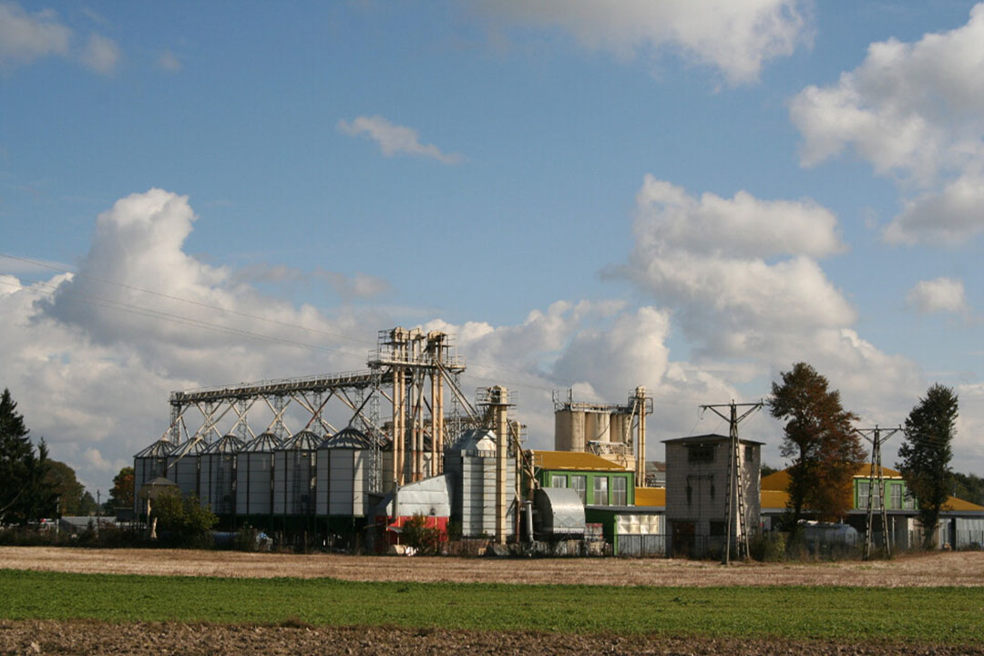 Poland aims for protein independence. The government estimated that it is possible to replace 20% to 30% of soybean meal in feed with domestic feedstuffs. Photo: Waldemarr