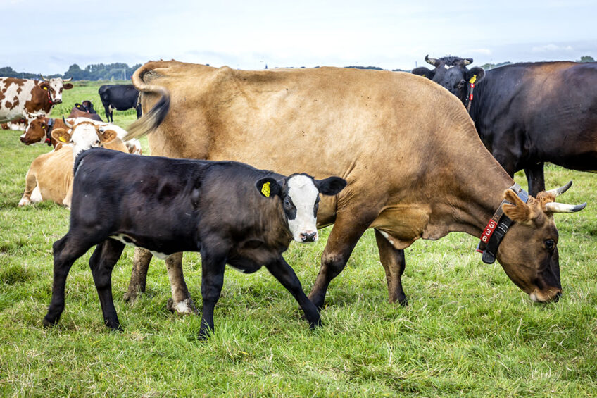Nutrition during pre-calving period impacts both dairy cow and calf. Photo: Roel Dijkstra