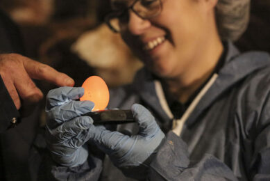 When eggshell quality is made measurable, reportable and verifiable, producers can truly assess the effects of any change they make. Photo: Alltech