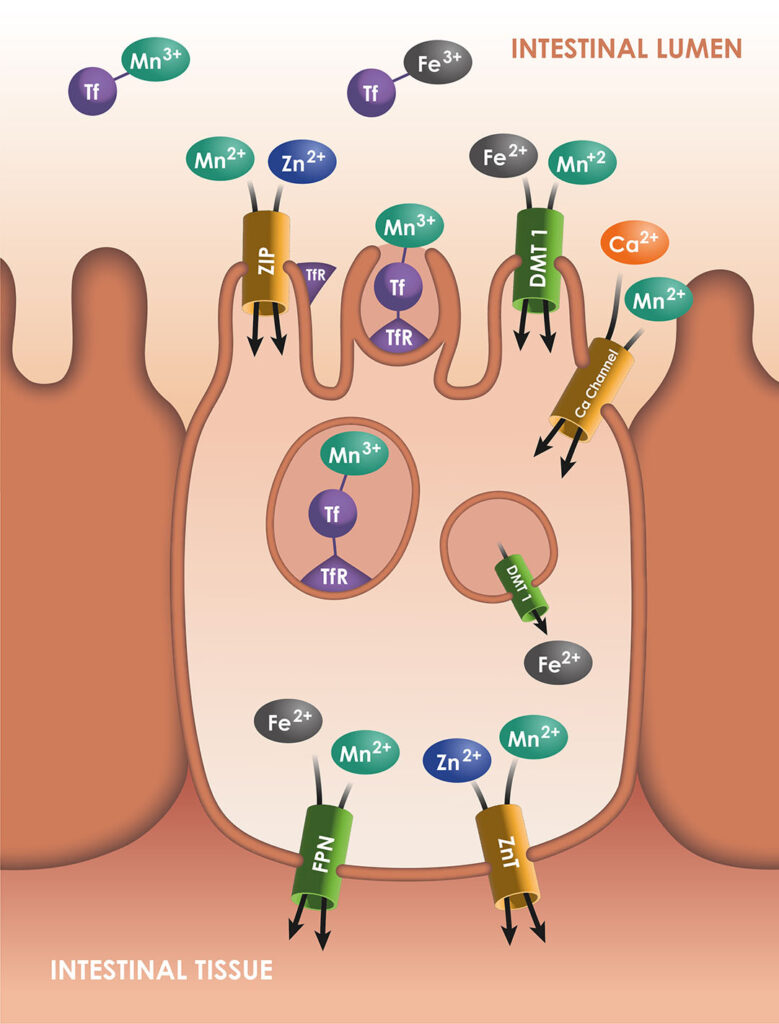 Figure 1: Mn transporters in the intestinal cell