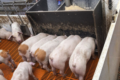 For the trials, pigs of roughly five weeks of age were used. The pigs in this picture were not involved in the trials.Photo: Koos Groenewold