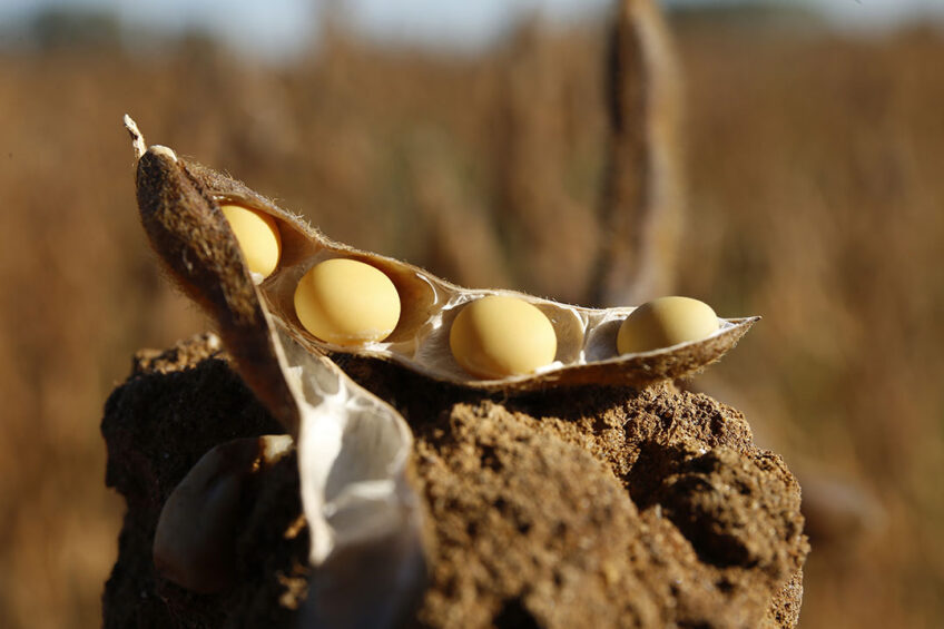 Soybean meal inhibitors resist natural and exogenous proteases and prevent full digestion of soybean protein. Photo: Hans Prinsen