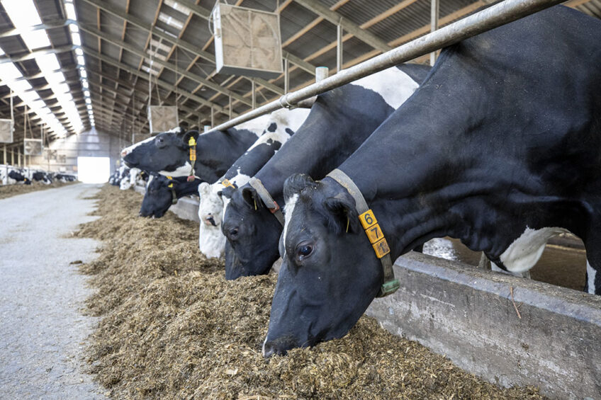 The study shows that supplementing phytase in dairy cows has potential as an approach for reducing faecal excretion. Photo: Anne van der Woude