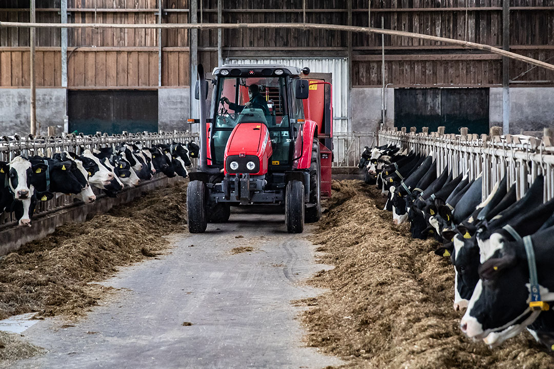 It is important for farmers to calculate the daily nutrient requirements of cows. Photo: Ronald Hissink