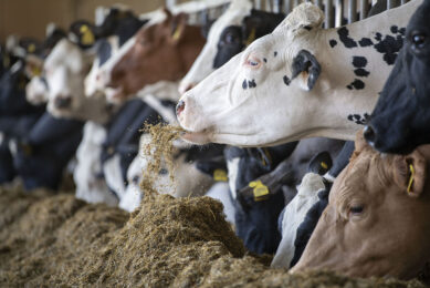 In the vast majority of cases, home-grown feed is cheaper than imported or bought-in feeds. Photo: Mark Pasveer
