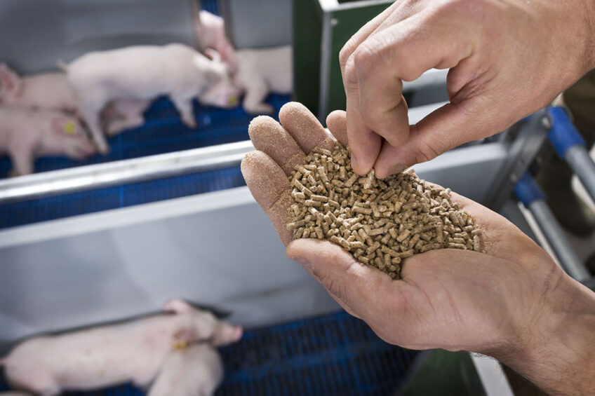 Sustainable animal production is a mix of optimising nutrition, efficiency, and farm management. Photo: Trouw Nutrition