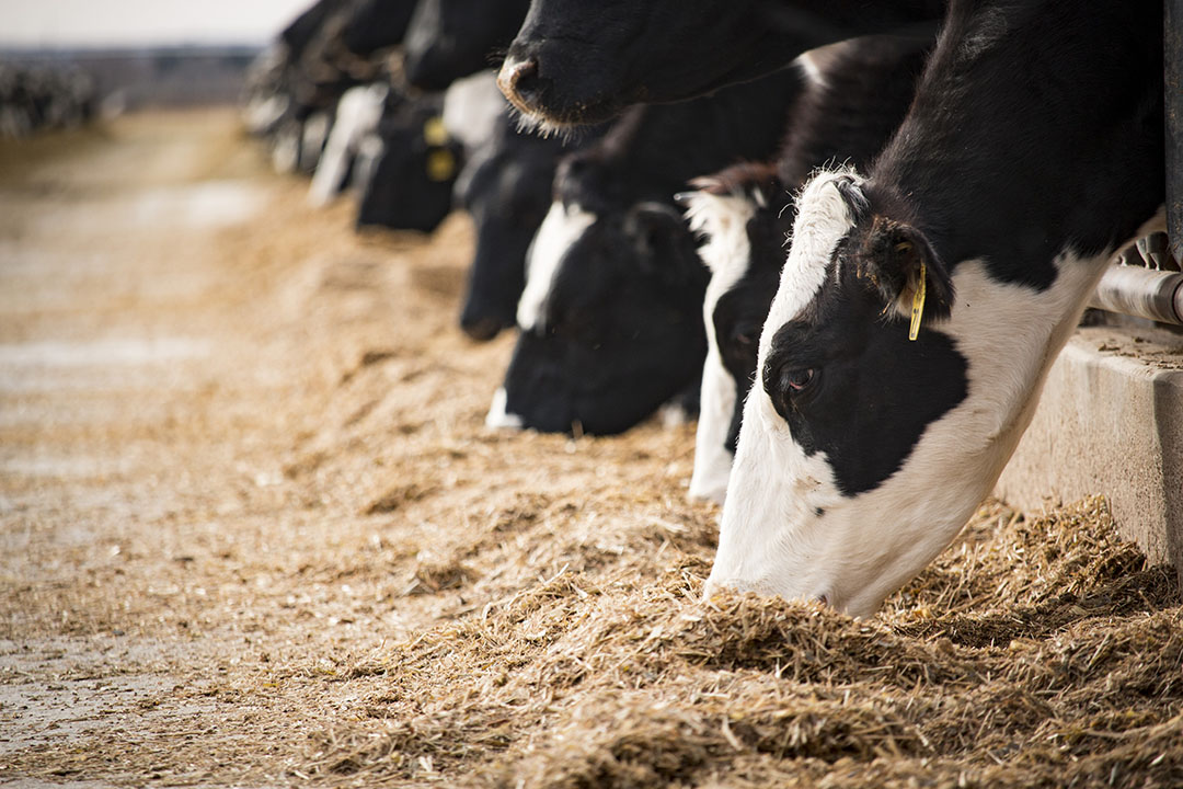 Reducing the total protein level in the diet may increase sustainability of the dairy ration, but not the carbon impact of the kilogram milk produced. Photo: Trouw Nutrition