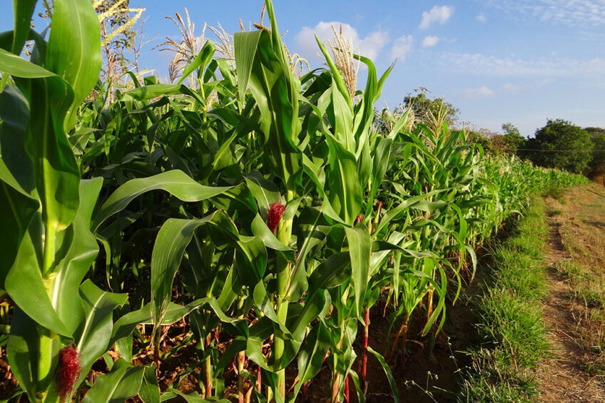 Brazil's maize production is about to achieve the highest productivity level ever, with 6,300 kilos per hectare. Photo: Canva