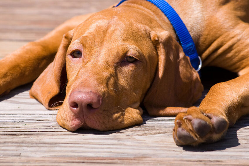 Unlike humans, dogs are unable to synthesize vitamin D from sunlight exposure; therefore, dogs need to get all their vitamin D from their diet. Photo: Canva