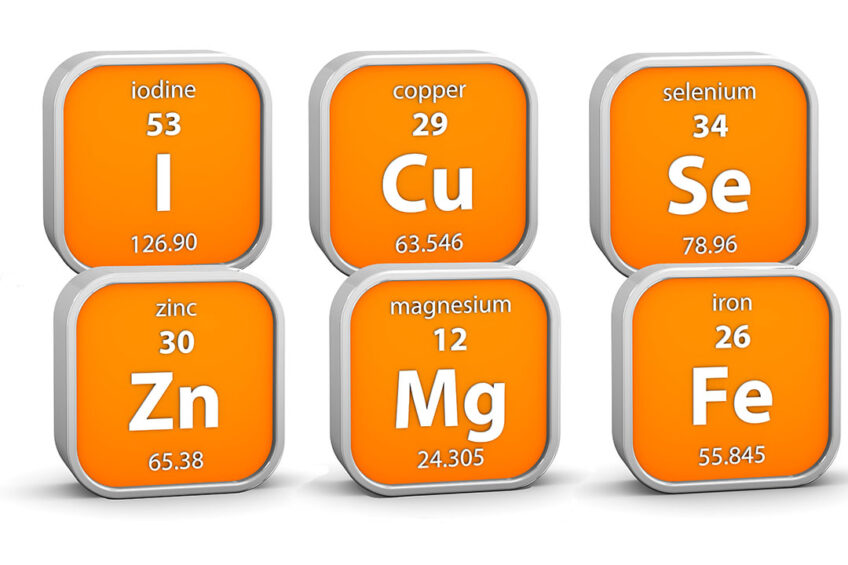 There is limited knowledge about trace mineral requirements of poultry which leads to the adoption of large safety margins to avoid deficiencies. Photo: Canva