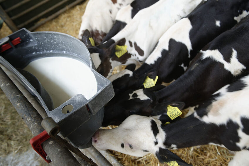 It is shown that baicalin supplementation decreases the days and the occurrence of diarrhoea during the pre-weaning period of calves. Photo: Lex Salverda