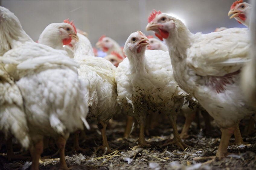 It’s shown that providing guanidinoacetic acid (GAA) is an effective way to reduce myopathy incidence without impacting chicken performance parameters. Photo: Lexo Salverda