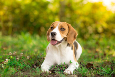 The use of animal by-products in dog food is gaining increasing interest. Photo: Canva