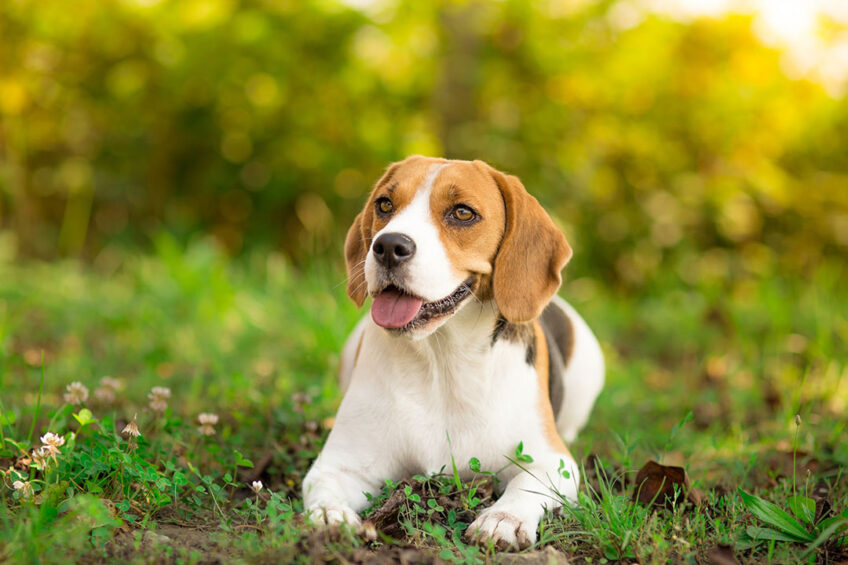 The use of animal by-products in dog food is gaining increasing interest. Photo: Canva