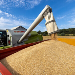 Exports of European wheat are slow. 27% less than a year earlier. Photo: Peter Roek