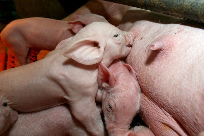 A recent study investigated the impact of adding flavours to the sow diet during lactation. Photo: Peter Roek