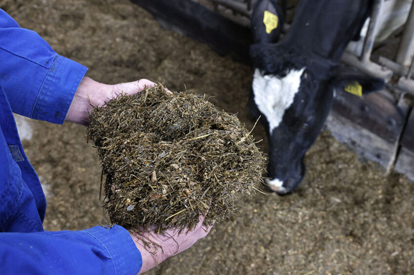 Silage inoculants can be of value in speeding up fermentation and reducing the time and resources that Penicillium moulds have to proliferate. Photo: Ruud Ploeg