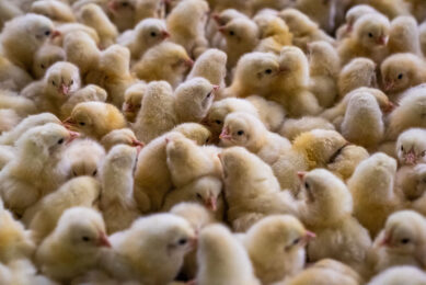 A study shows that organic acids counter the effects of high stocking densities on broilers