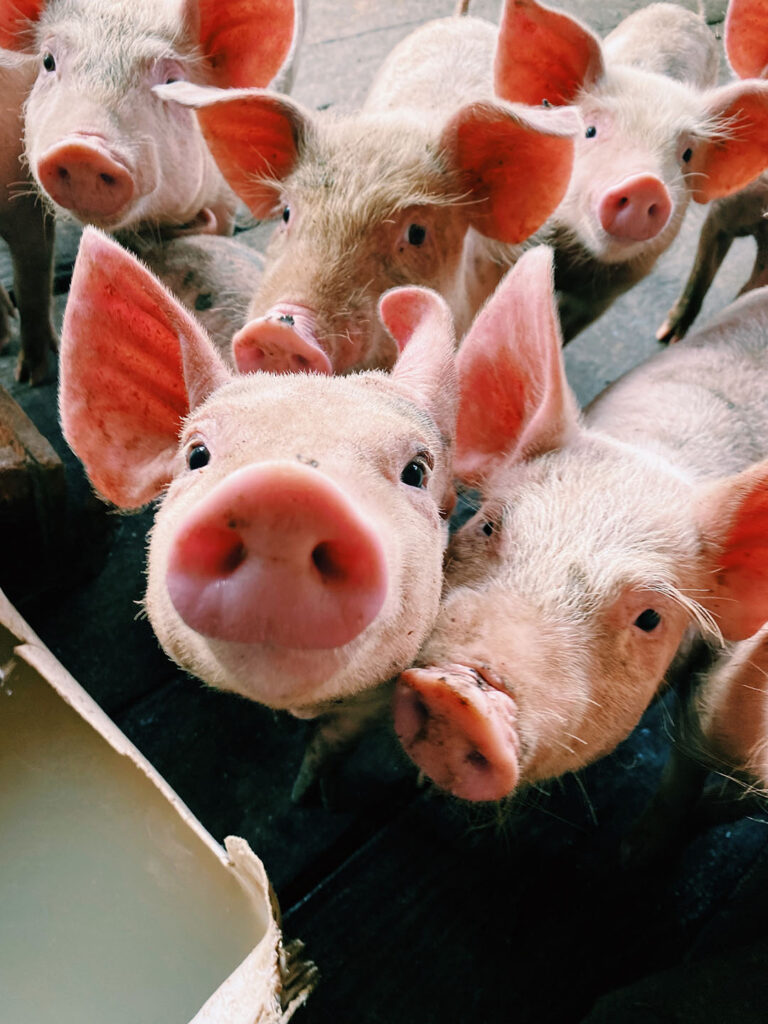 Phytase supplementation has positive effects on the growth performance of pigs during the first ten days post-weaning. Photo: Canva
