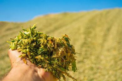 Microbial control and preservation strategies are critical components of silage and TMR management that directly impact feed quality, animal health and farm profitability. Photo: Shutterstock