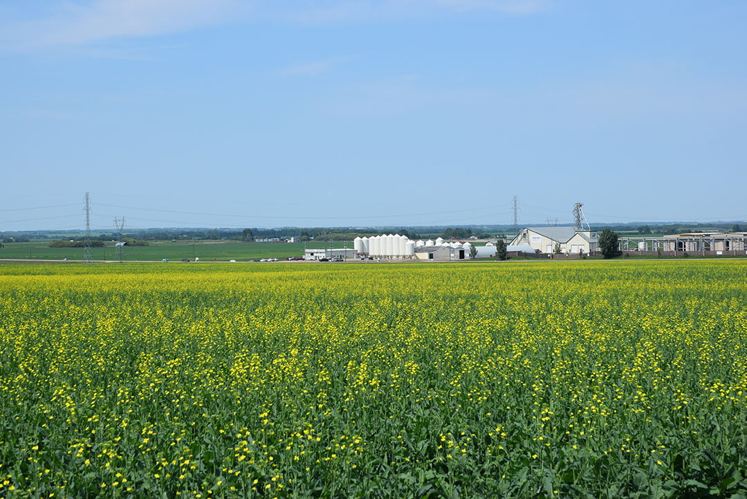 Canola meal is one of the ingredients in both cattle and pigs feed.