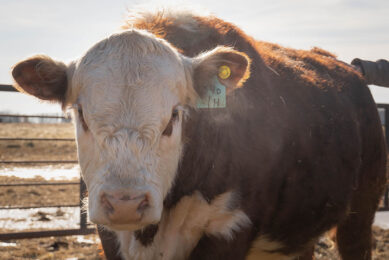 The beef cattle sector is adapting to the situation through alternative feeds. Photo: Government of Saskatchewan
