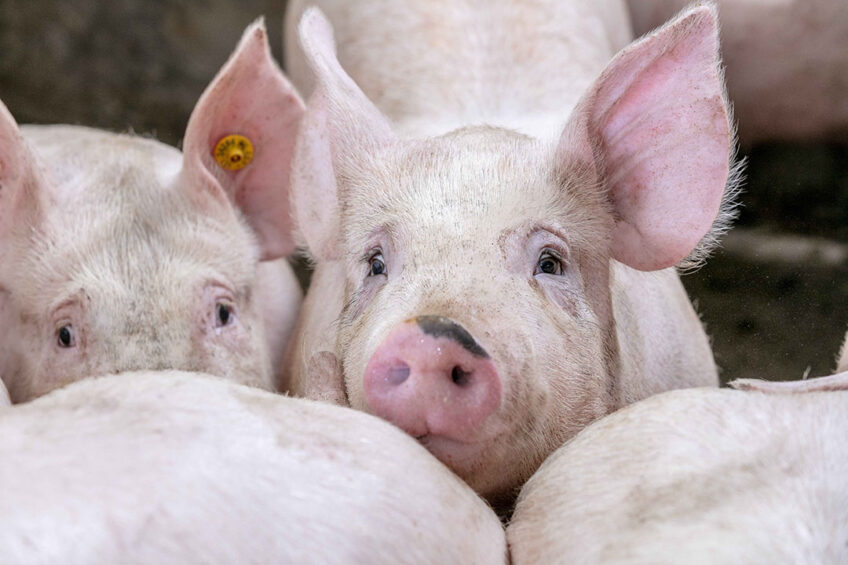 Optimisation of nutrition (precision feeding) is an important incentive to use advanced modelling tools. This is because balancing diets to meet pigs’ precise nutritional needs is crucial in every growth stage. Photo: Trouw Nutrition