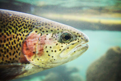 The product will be added to an experimental fish feed formula to see how well rainbow trout can digest the flu gas-grown Spirulina. Photo: Canva