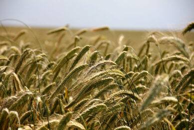 Rye has been used sparingly as a feed as it has been prone to fungus like ergot and also contains more anti-nutritional factors than wheat and barley. Photo: Canva