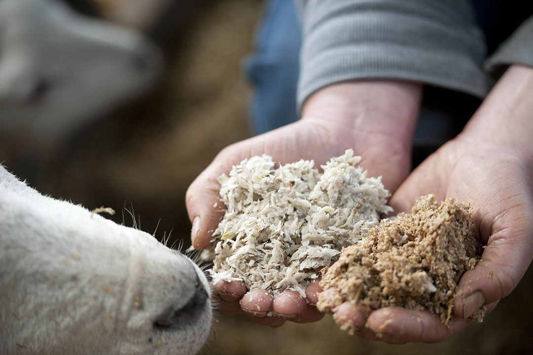 Brewer’s spent grain and sugar beet pulp are both food by products that are commonly used as livestock feed.