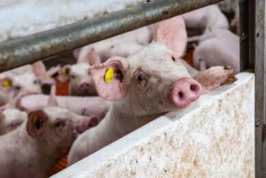 Supplementing additives such as functional amino acids, plant extracts, organic acids, prebiotics, probiotics, minerals, and vitamins can improve stress resistance in pigs. Photo: Ronald Hissink